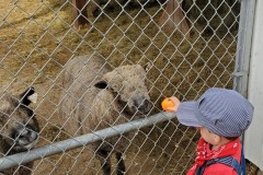 IMG2020 (24)