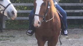 Horse Trail Ride (23)