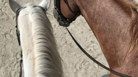 Horse Trail Ride (26)