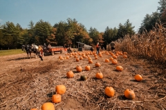 IMG (52)