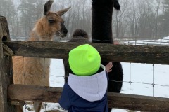 Image-43