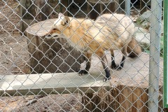 IMG2020 (5)