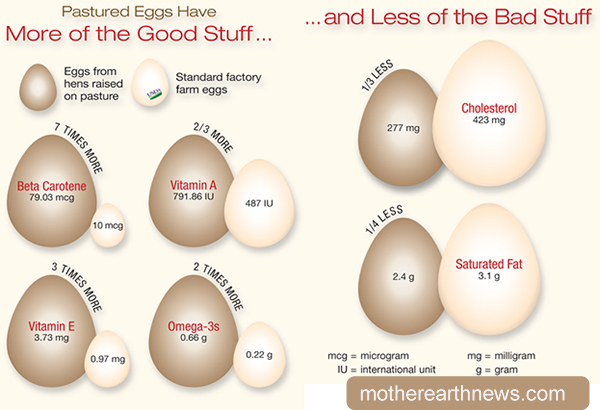 Eggs CSA