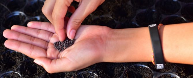 Sowing Seeds at Charmingfare Farm