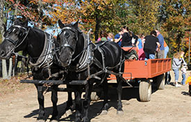 Horse-Drawn Rides