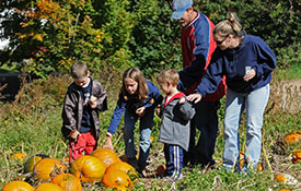 Pumpkin Patch