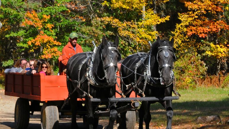 horse buggy rides near me