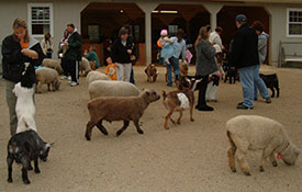 Visit the Barnyard Animals