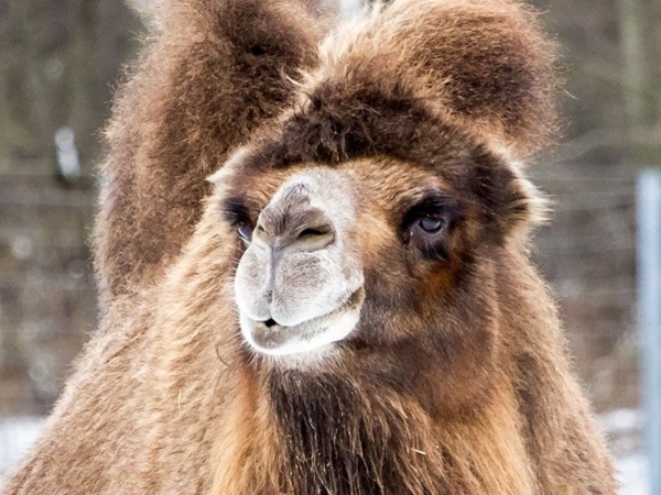 Bactrian Camel - Charmingfare Farm