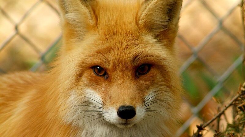 Red Fox