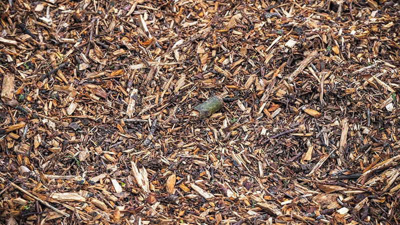 Can I Use Wood Chip Mulch From a Tree Service?