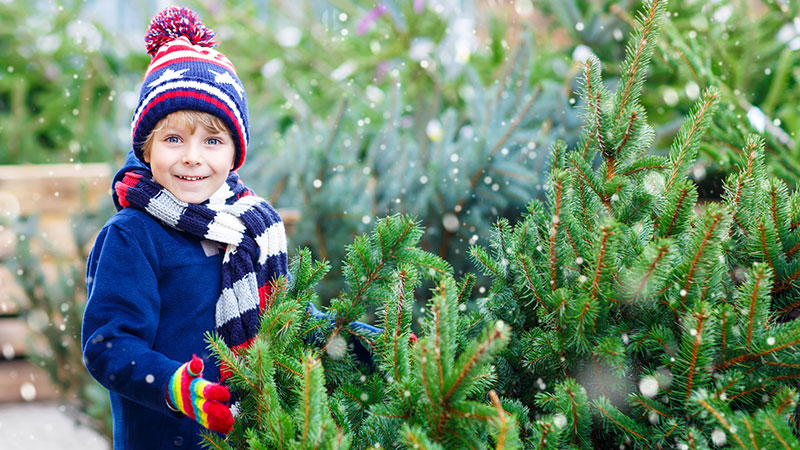 Christmas Tree Spree