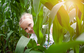 Children’s Corn Maze