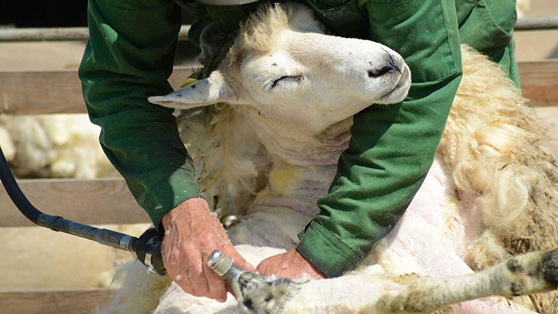 Shearing Day